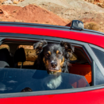 Road Trip with a Dog