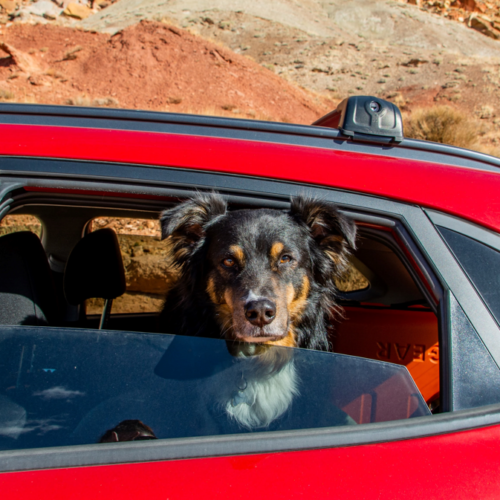 14 Must-Have Dog Essentials for the Perfect Road Trip