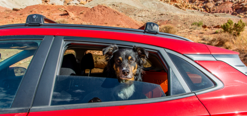 7-tips-for-taking-a-road-trip-with-your-dog-tips-tricks-and-more