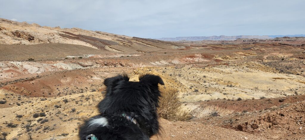 Hiking with Dogs