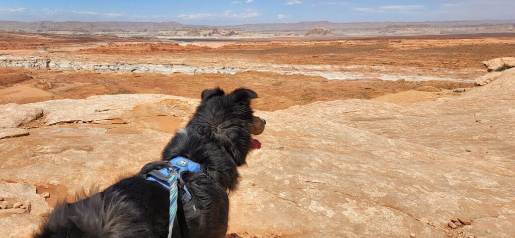 Hiking With Dogs