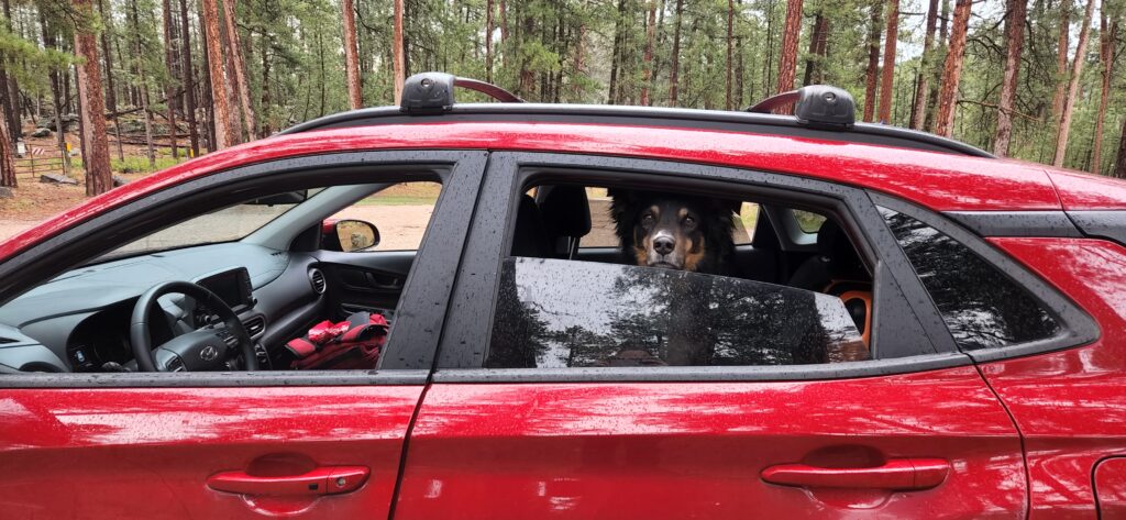 Road Trip with Dog