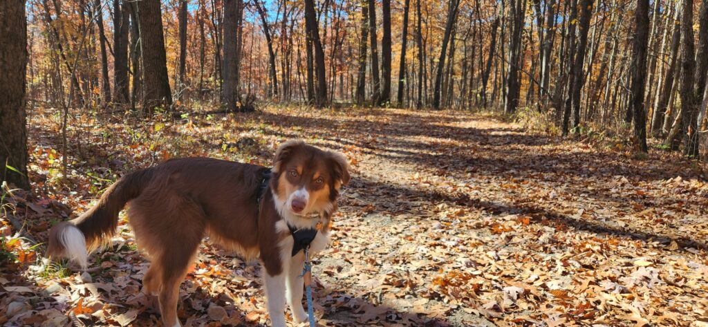 Hiking with Dogs