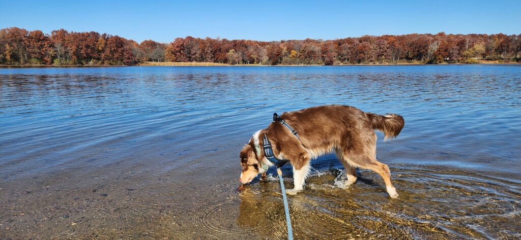 Dog at Lake