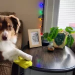 spring cleaning with dogs