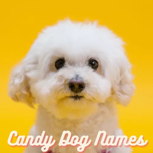 candy dog names