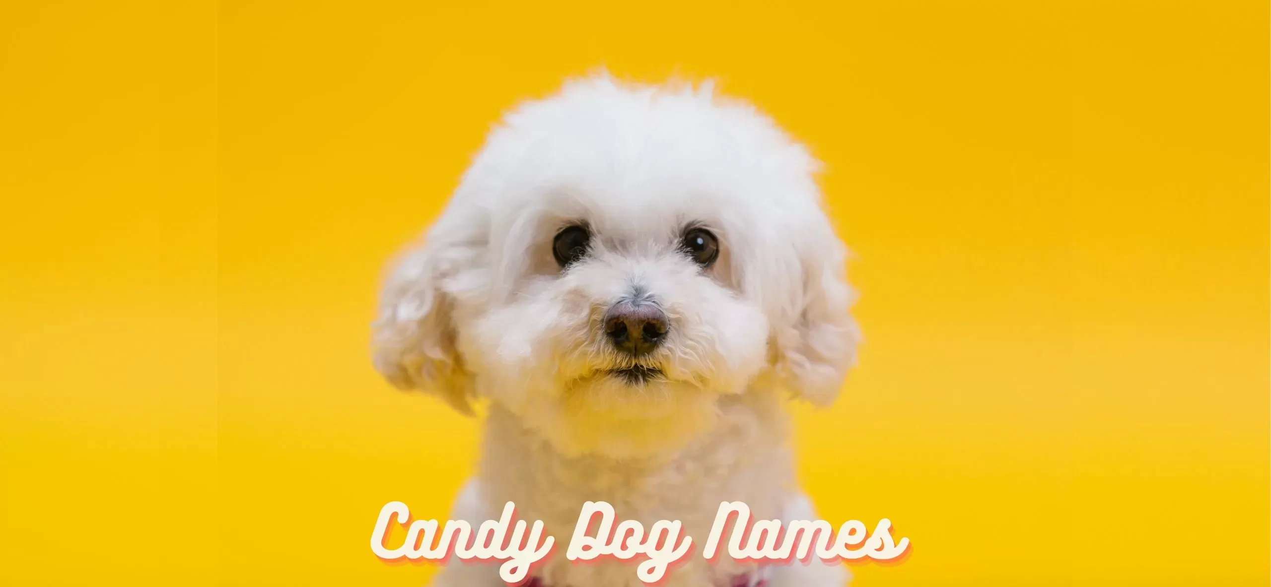 15-of-the-sweetest-candy-dog-names-for-your-new-pup
