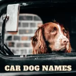 car dog names