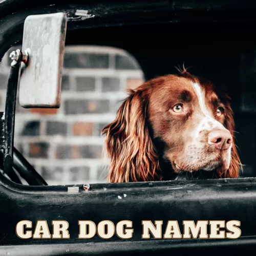 car dog names