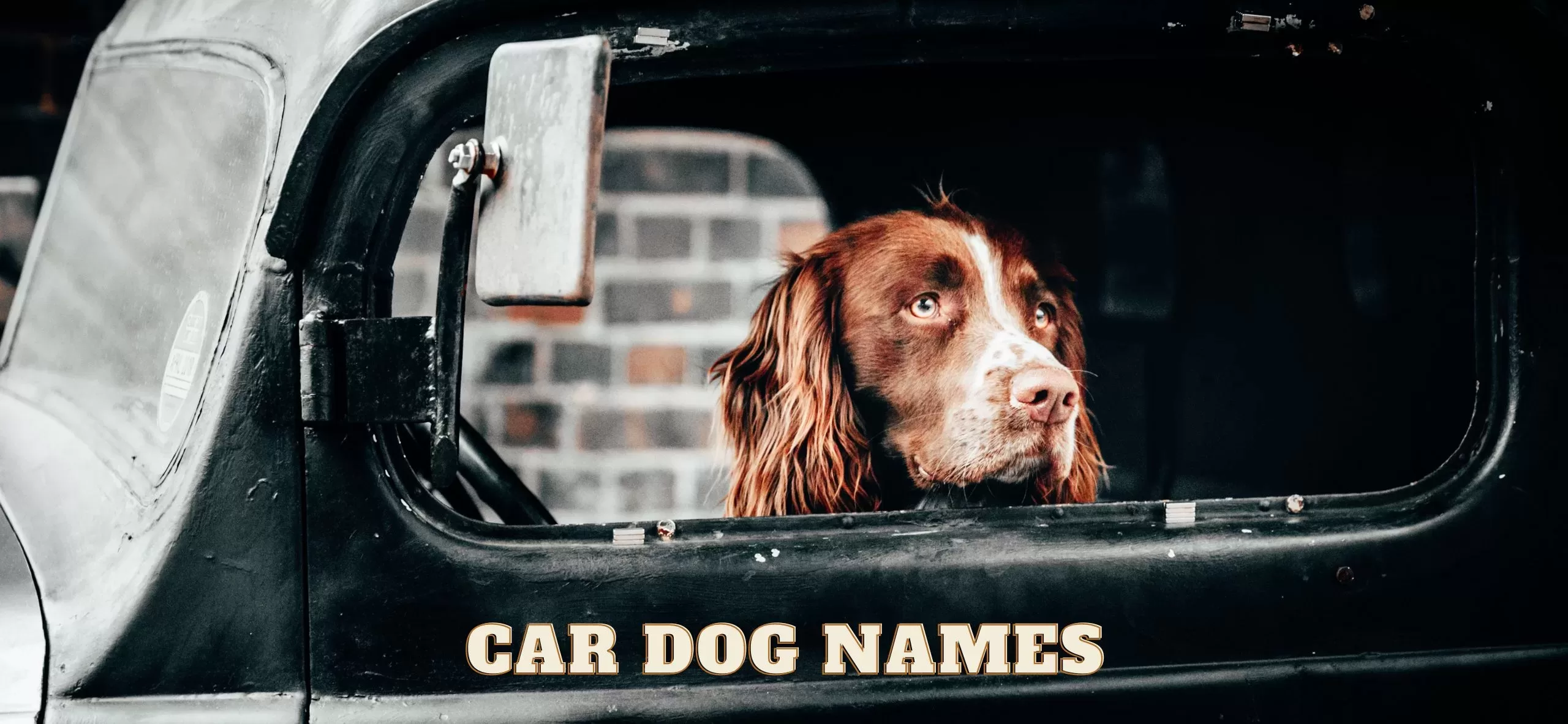 Car deals pet names