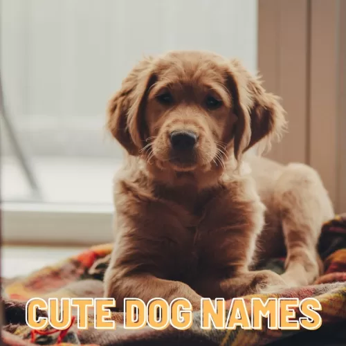 cute dog names