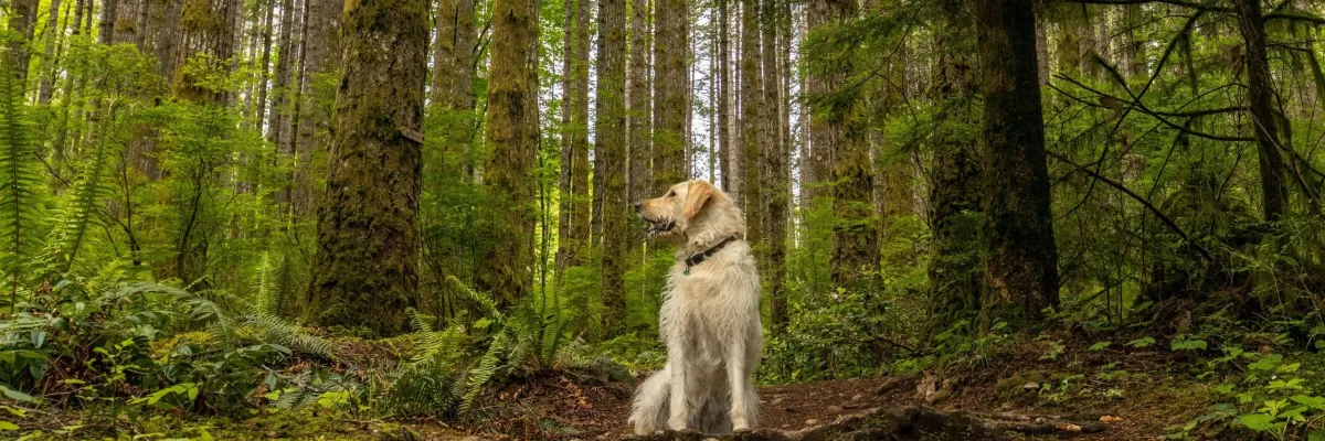 50 of the Best Nature Dog Names for Outdoor Lovers