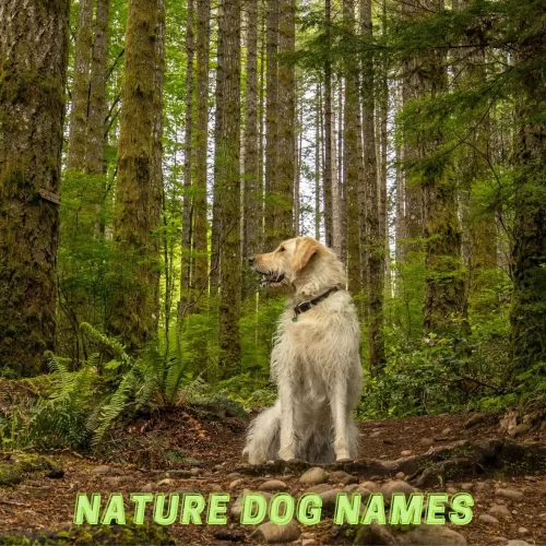 nature dog names