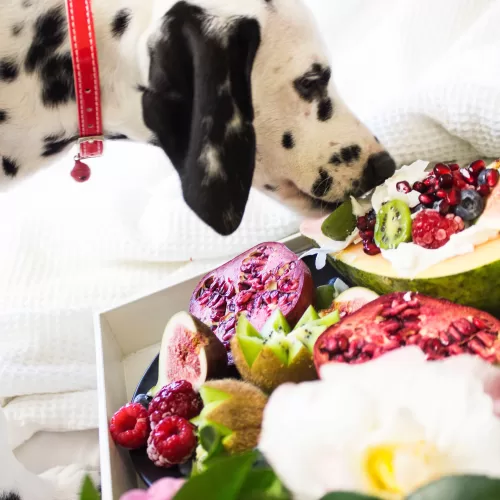 8 Holiday Foods You Can & Can’t Share with Your Dog