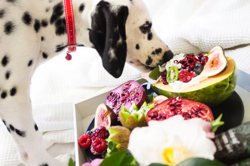 holiday foods safe for dogs