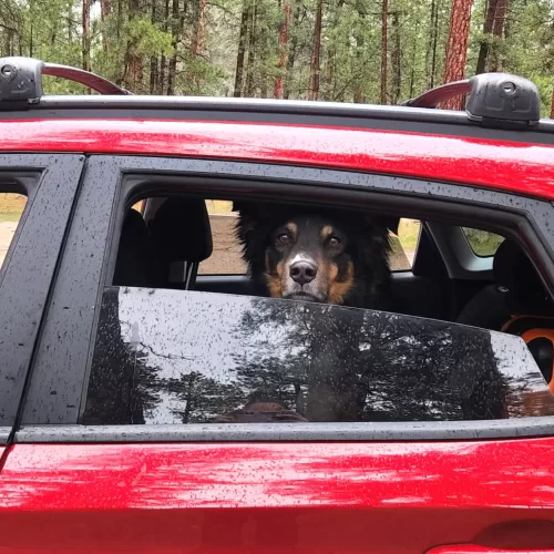 How to Plan a Solo Road Trip with a Dog