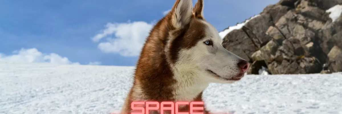 29 Interesting Space Dog Names