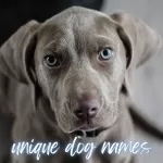 unique puppy names