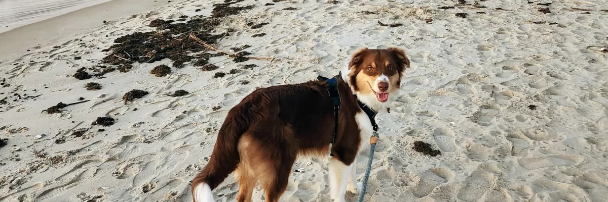 18 Australian Shepherd Names You’re Defo Going to Love