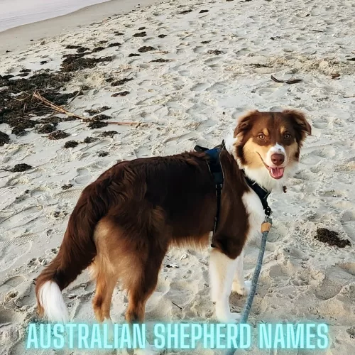 Australian dog names