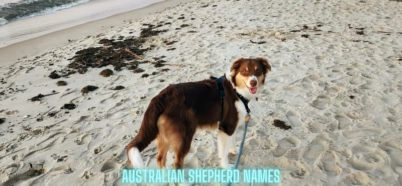 Australian dog names